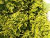 Photo of Genus=Thuja&Species=plicata&Common=Yellow Western red-cedar&Cultivar='Aurea'
