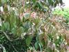 Photo of Genus=Viburnum&Species=dasyanthum&Common=&Cultivar=
