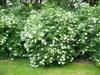 Photo of Genus=Viburnum&Species=dentatum&Common=Northern Burgundy Arrowwood Viburnum&Cultivar='Morton' Northern Burgundy