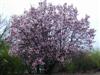 Photo of Genus=Magnolia&Species=x soulangeana&Common=Saucer Magnolia&Cultivar=