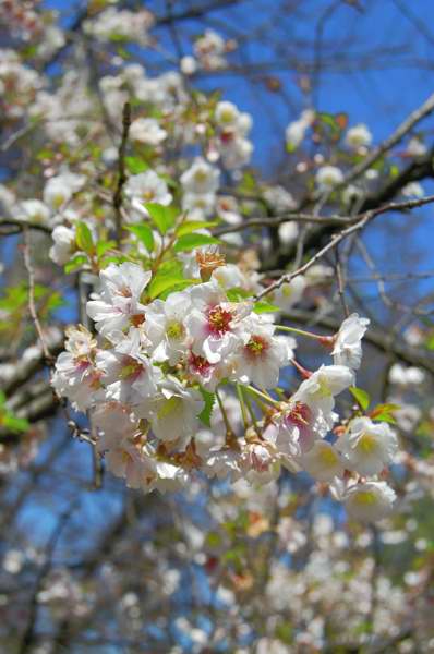 Photo of Genus=Prunus&Species=x&Common=Hally Jolivette Cherry&Cultivar=Hally Jolivette