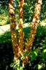Photo of Genus=Betula&Species=nigra&Common=Dura Heat River Birch&Cultivar='BNMTF' Dura-Heat®