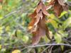 Photo of Genus=Carpinus&Species=betulus&Common=European Hornbeam&Cultivar=