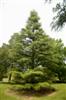 Photo of Genus=Cedrus&Species=libani&Common=Cedar of Lebanon&Cultivar=