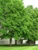 Photo of Genus=Cercidiphyllum&Species=japonicum&Common=Katsura Tree&Cultivar=
