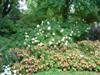 Photo of Genus=Hydrangea&Species=paniculata&Common=Limelight Panicle Hydrangea&Cultivar='Limelight'