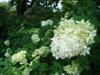 Photo of Genus=Hydrangea&Species=paniculata&Common=Limelight Panicle Hydrangea&Cultivar='Limelight'
