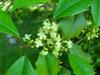 Photo of Genus=Ilex&Species=opaca&Common=American Holly&Cultivar=