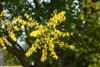 Photo of Genus=Koelreuteria&Species=paniculata&Common=Golden Rain Tree&Cultivar=