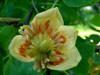 Photo of Genus=Liriodendron&Species=tulipifera&Common=Tulip Poplar or Tuliptree&Cultivar=