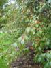 Photo of Genus=Malus&Species=sp.&Common=Louisa Crabapple&Cultivar='Louisa'