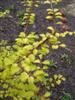 Photo of Genus=Metasequoia&Species=glyptostroboides&Common=Gold Rush Dawn Redwood&Cultivar='Ogon' or 'Gold Rush'