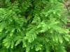 Photo of Genus=Metasequoia&Species=glyptostroboides&Common=Dawn Redwood&Cultivar=