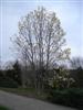 Photo of Genus=Magnolia&Species=x&Common=Ivory Chalice Magnolia&Cultivar='Ivory Chalice'