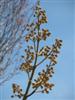 Photo of Genus=Paulownia&Species=tomentosa&Common=Royal Paulownia or Empress Tree or Princess Tree&Cultivar=