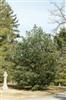 Photo of Genus=Pinus&Species=flexilis&Common=&Cultivar='Vanderwolf's Pyramid'