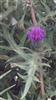 Photo of Genus=cirsium&Species=serrulatum&Common=&Cultivar=