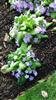 Photo of Genus=Primula&Species=vulgaris&Common=&Cultivar=