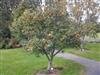 Photo of Genus=Sorbus&Species=ambigua&Common=&Cultivar=