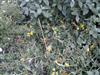 Photo of Genus=Hypericum&Species=tetrapterum&Common=vaengjagullrunni&Cultivar=