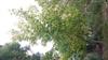 Photo of Genus=Acer&Species=negundo&Common=Boxelder&Cultivar=