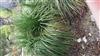 Photo of Genus=Nolina&Species=logifolia&Common=&Cultivar=