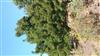 Photo of Genus=Acer&Species=monspessulanum&Common=&Cultivar=