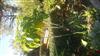 Photo of Genus=Brugmansia&Species=arborea&Common=&Cultivar=