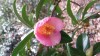 Photo of Genus=Camellia&Species=williamsii&Common=J.C. Williams Rose of Winter&Cultivar=J.C. Williams