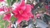Photo of Genus=Camellia&Species=williamsii&Common=Freedom Bells Rose of Winter&Cultivar=Freedom Bells