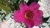 Photo of Genus=Camellia&Species=williamsii&Common=St Ewe Rose of Winter&Cultivar=St Ewe