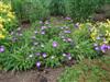 Photo of Genus=Stokesia&Species=laevis&Common=Purple Parasols Stokes Aster&Cultivar='Purple Parasols'