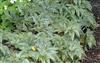 Photo of Genus=Begonia&Species=&Common=&Cultivar=Gryphon