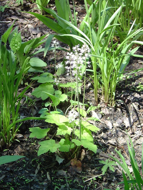 Picture of Tiarella%20cordifolia%20%20Foamflower