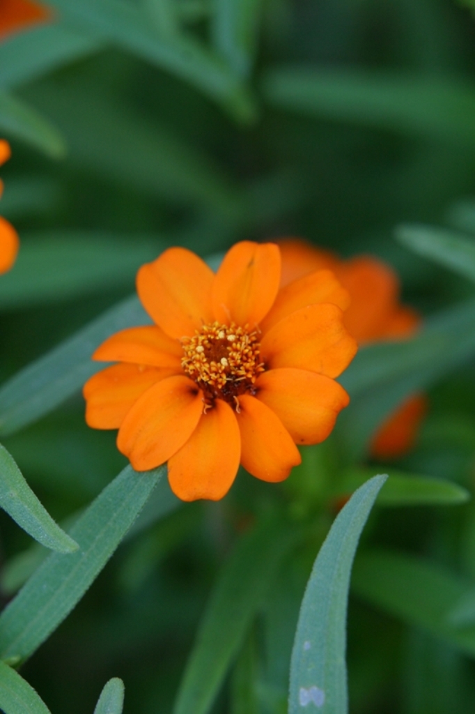 Picture of Zinnia augustifolia 'Star Orange' Star Orange Zinnia