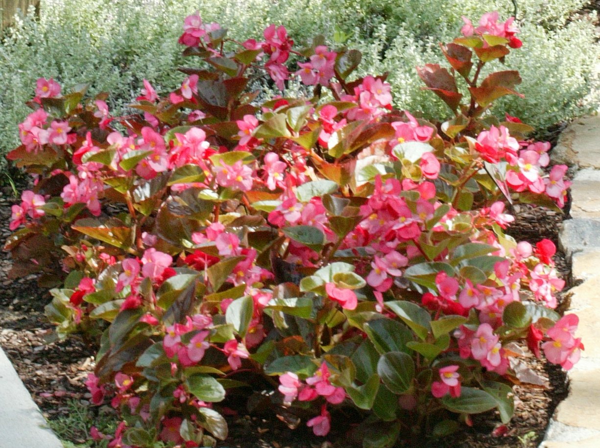 Picture of Begonia%20%20Big%E2%84%A2%20Rose%20with%20Bronze%20Leaf
