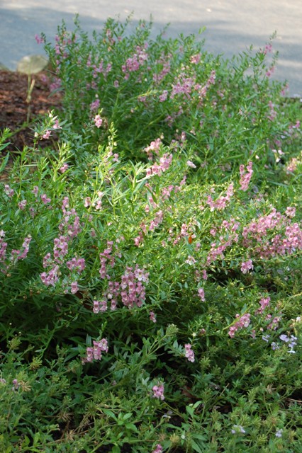 Picture of Angelonia%20angustifolia%20Serena%E2%84%A2%20Lavender%20Pink