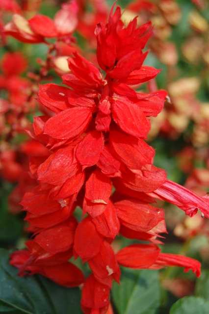 Picture of Salvia%20splendens%20'Red%20Hot%20Sally'%20Red%20Hot%20Sally%20Sage