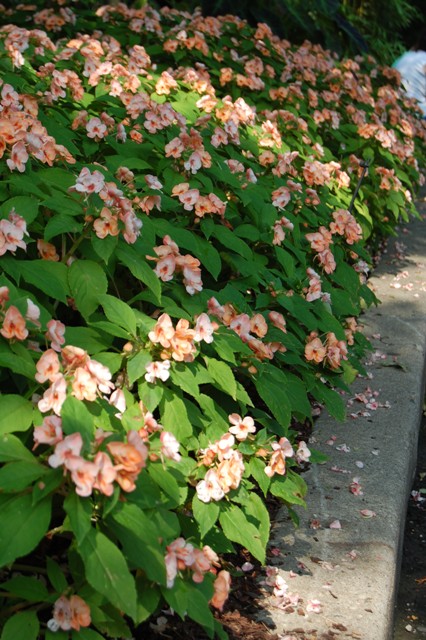 Picture of Impatiens%20hybrida%20'Fusion%20Radiance'%20Fusion%20Radiance%20Impatiens