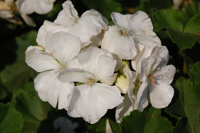 Picture of Pelargonium x hortorum Fantasia 'White' Geranium Fantasia 'White' Geranium