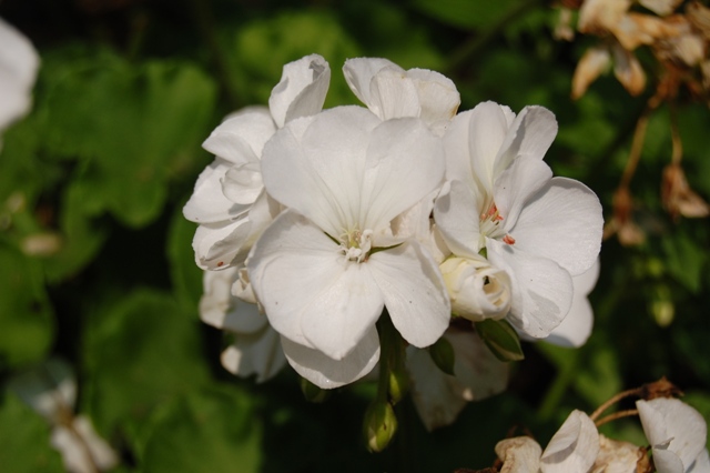Picture of Pelargonium  Designer 'White' Geranium