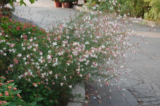 Picture of Gaura%20lindheimeri%20'Dauphin'%20Butterfly%20Flower%20'Dauphin'%20Butterfly%20Flower