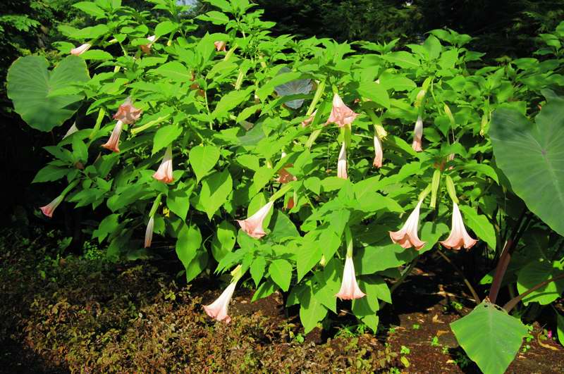 Picture of Brugmansia%20insignis%20'Pink'%20Pink%20Angel's%20Trumpet