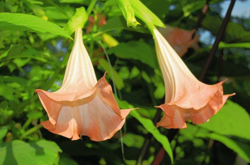 Picture of Brugmansia%20insignis%20'Pink'%20Pink%20Angel's%20Trumpet