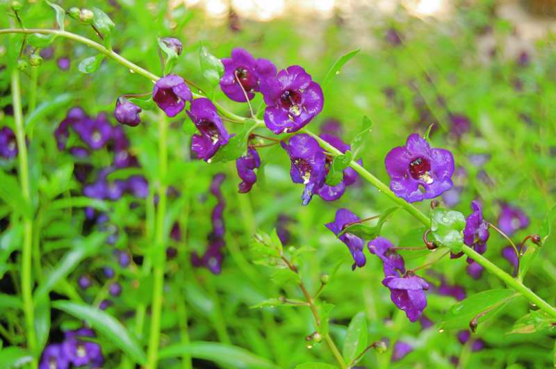 Picture of Angelonia%20angustifolia%20Angelface%C2%AE%20Blue