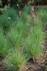 Photo of Genus=Melinus&Species=nerviglumis&Common=Ruby Grass&Cultivar=Ruby Grass