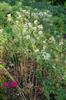 Photo of Genus=Cleome&Species=hassleriana&Common=Spirit Appleblossom&Cultivar=Spirit Appleblossom