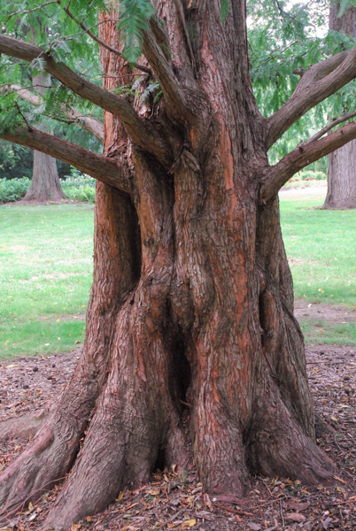 Metasequoia glyptostroboides 001_8808.jpg