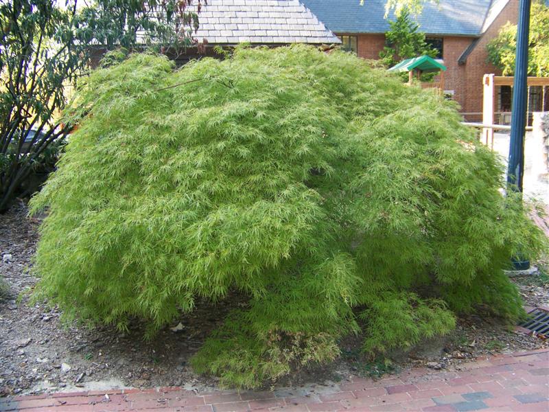 Picture of Acer palmatum var. dissectum 'Viridis' Green Laceleaf Japanese Maple