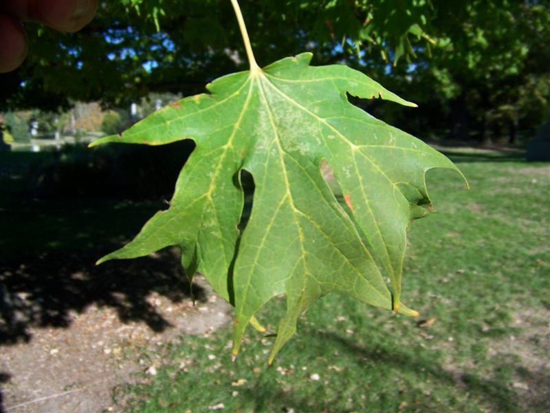 Picture of Acer saccharum 'Sweet Shadow' Sweet Shadow Sugar Maple